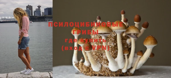 прущие грибы Магадан